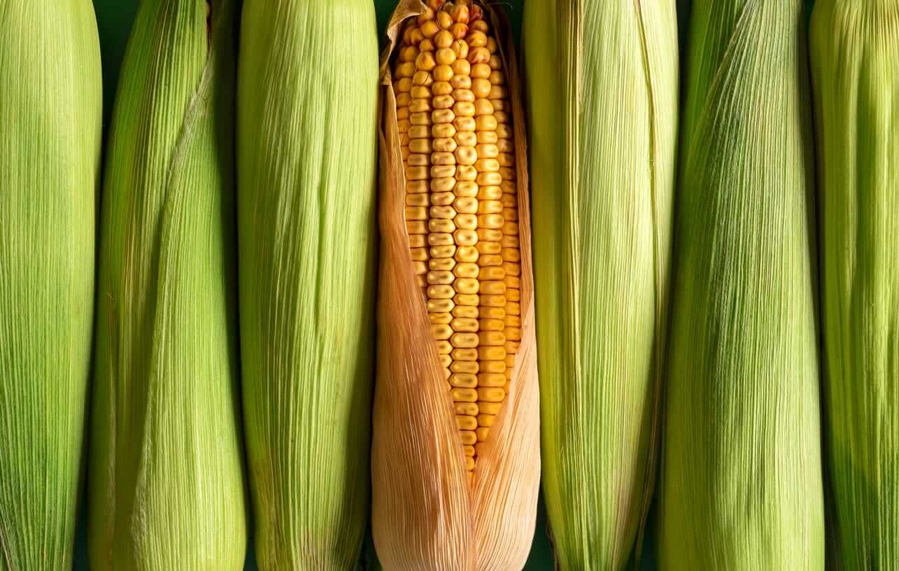Corn Starting August Trade with Weakness