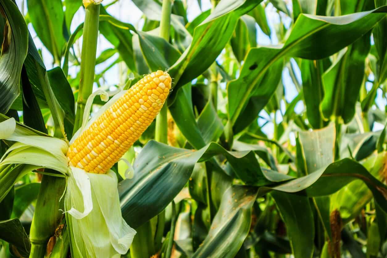 Corn Pulling Back on Wednesday