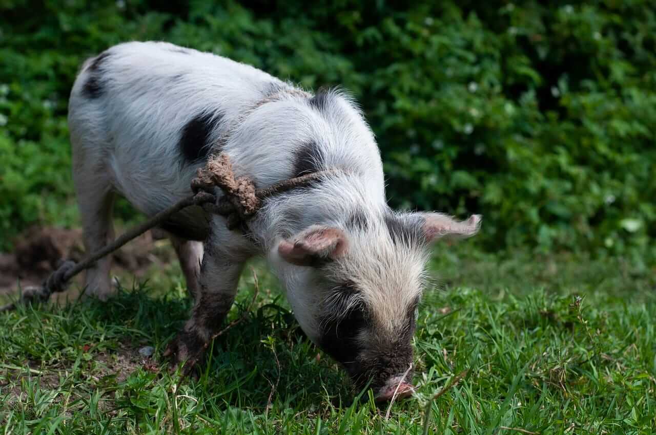 Hogs Face Modest Weakness on Thursday